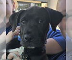 Small #1 Labrador Retriever Mix