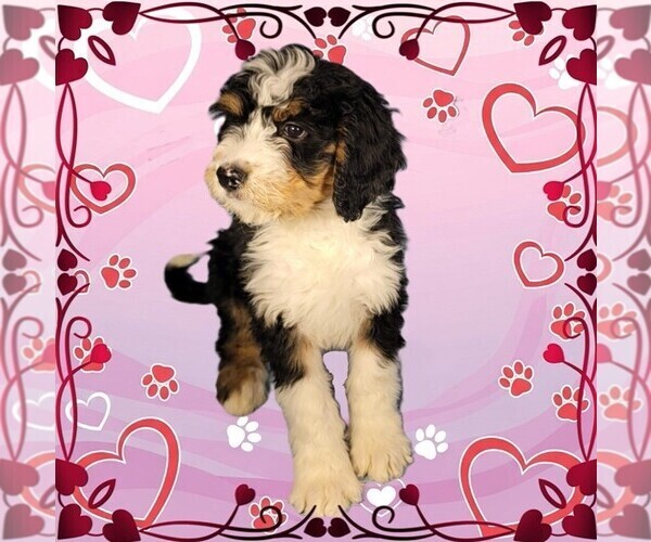 Medium Photo #5 Bernedoodle Puppy For Sale in BLACK FOREST, CO, USA