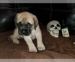 Small Photo #2 Mastiff Puppy For Sale in INDIANAPOLIS, IN, USA