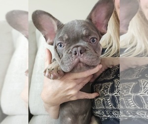 French Bulldog Puppy for Sale in DELRAY BEACH, Florida USA