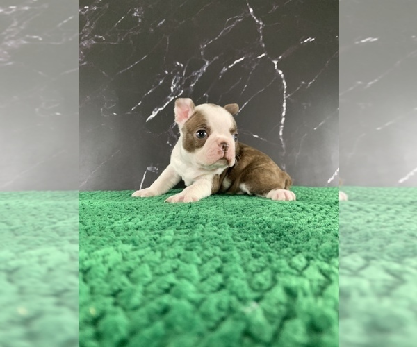 Medium Photo #5 Boston Terrier Puppy For Sale in TULARE, CA, USA