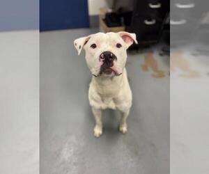 American Pit Bull Terrier Dogs for adoption in Peoria, IL, USA