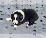 Small Photo #47 Australian Shepherd Puppy For Sale in SALISBURY, NC, USA