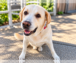 Harley - Male Labrador Retriever-Unknown Mix Dog for Adoption - Small photo