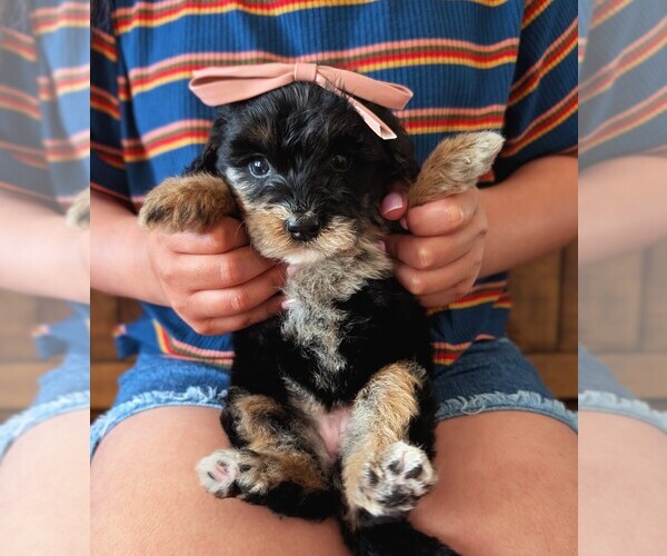 Medium Photo #3 Bernedoodle (Miniature) Puppy For Sale in DAVIS, CA, USA