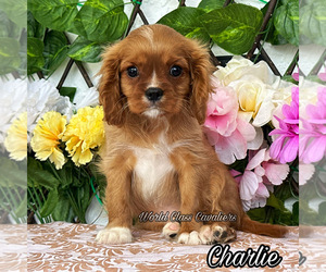 Cavalier King Charles Spaniel Puppy for sale in MIAMI, FL, USA