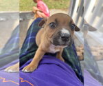 Small Boxador