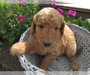 Goldendoodle Puppy for sale in SOUTH BEND, IN, USA