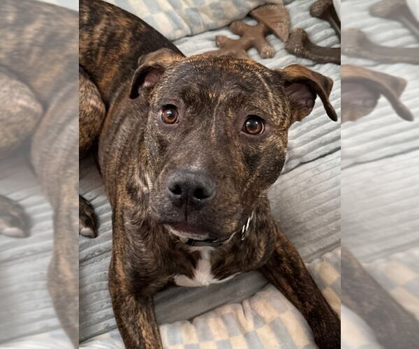 Medium Photo #1 Bullboxer Pit Puppy For Sale in Spotsylvania, VA, USA