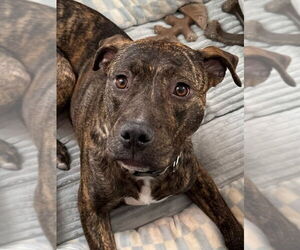 Bullboxer Pit Dogs for adoption in Spotsylvania, VA, USA