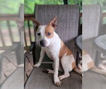 Small American Staffordshire Terrier Mix