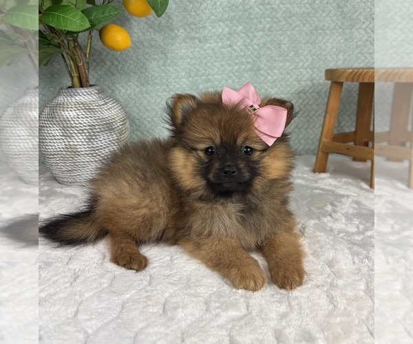 Medium Photo #3 Pomeranian Puppy For Sale in FRANKLIN, IN, USA