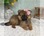 Small #2 Pomeranian