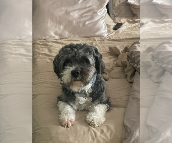Medium Photo #1 Shih-Poo-YorkiePoo Mix Puppy For Sale in BALTIMORE, MD, USA