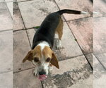 Small #3 Beagle