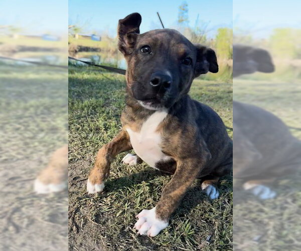 Medium Photo #5 Mutt Puppy For Sale in Tarrytown, GA, USA