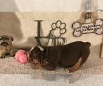 Small Photo #10 Olde English Bulldogge Puppy For Sale in CYNTHIANA, IN, USA