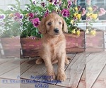 Puppy Archie Goldendoodle
