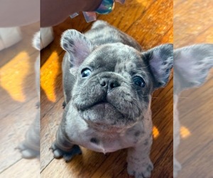 French Bulldog Puppy for Sale in REVERE, Massachusetts USA