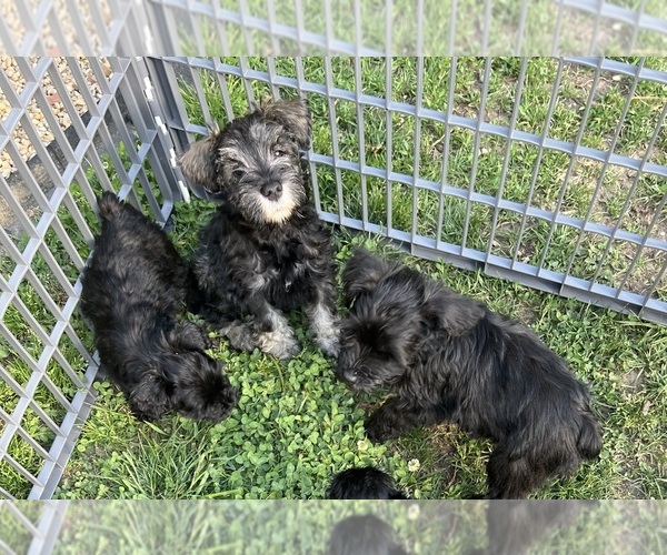 Medium Photo #5 Schnauzer (Miniature) Puppy For Sale in WALNUT COVE, NC, USA