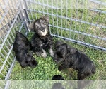 Small #4 Schnauzer (Miniature)