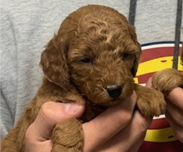 Medium Photo #6 Goldendoodle (Miniature) Puppy For Sale in HULL, IA, USA