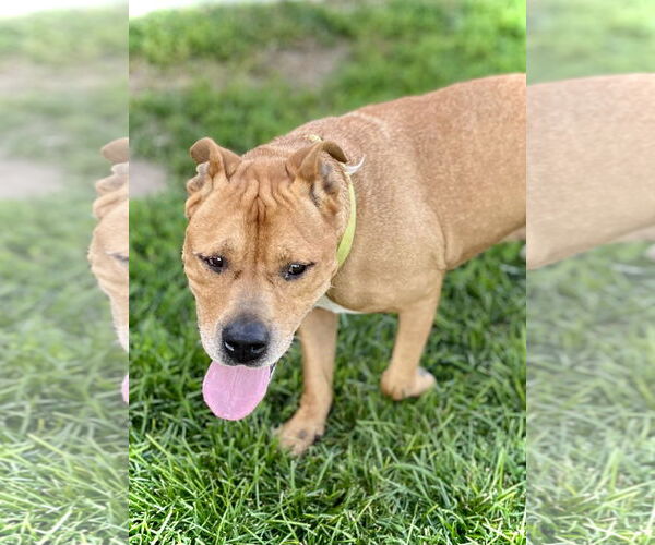 Medium Photo #3 American Pit Bull Terrier-Unknown Mix Puppy For Sale in Estherville, IA, USA