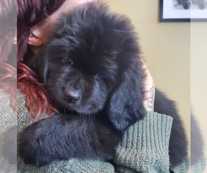 Newfoundland Puppy for Sale in MILTON, Florida USA