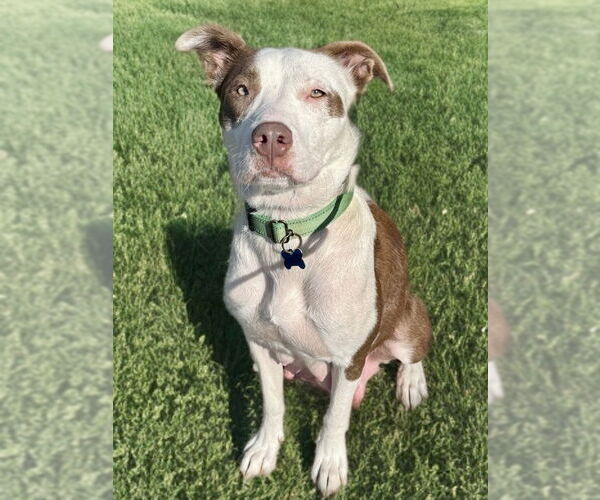 Medium Photo #5 Mutt Puppy For Sale in Newport Beach, CA, USA