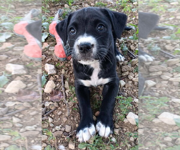 Medium Photo #4 Labrador Retriever-Unknown Mix Puppy For Sale in Springdale, PA, USA