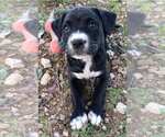 Small #3 Labrador Retriever Mix