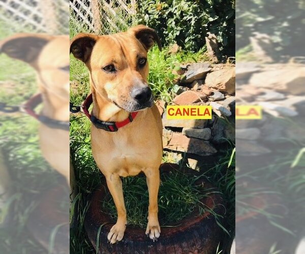 Medium Photo #1 Labrador Retriever-Rhodesian Ridgeback Mix Puppy For Sale in Woodland Hills, CA, USA