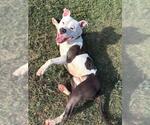 Small American Staffordshire Terrier Mix