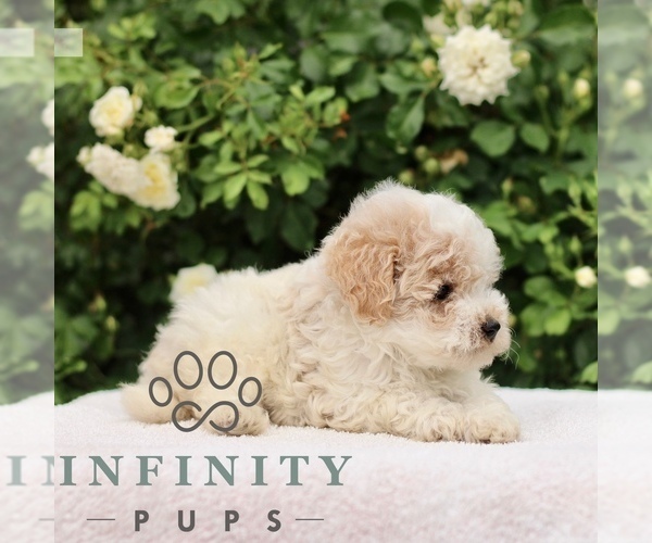 Medium Photo #5 Poodle (Toy) Puppy For Sale in PARADISE, PA, USA