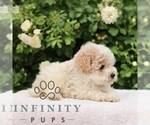 Small #4 Poodle (Toy)
