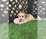 Small #4 Yo-Chon