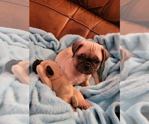 Pug Puppy for sale in SILVER SPRINGS, FL, USA