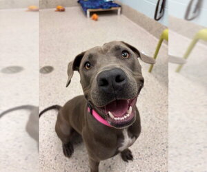 Mutt Dogs for adoption in Brighton, CO, USA