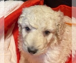 Small Photo #5 Pyredoodle Puppy For Sale in MOORESVILLE, NC, USA
