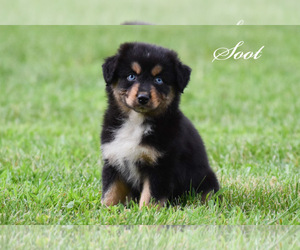 Australian Shepherd Puppy for sale in EASTON, MO, USA