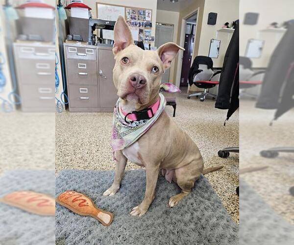 Medium Photo #1 Catahoula Leopard Dog-Unknown Mix Puppy For Sale in Frisco, CO, USA