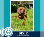 Small #8 Redbone Coonhound