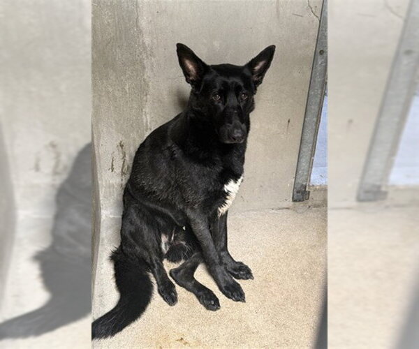 Medium Photo #1 German Shepherd Dog Puppy For Sale in San Bernardino, CA, USA