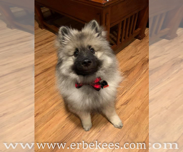 Medium Photo #70 Keeshond Puppy For Sale in FAYETTEVILLE, TN, USA