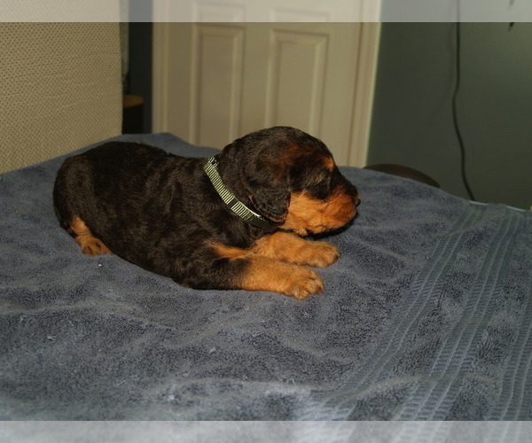 Medium Photo #3 Airedale Terrier Puppy For Sale in CHARLESTOWN, IN, USA