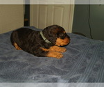 Small #2 Airedale Terrier