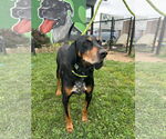 Small #6 Black and Tan Coonhound