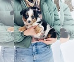 Puppy Quartz Miniature Australian Shepherd