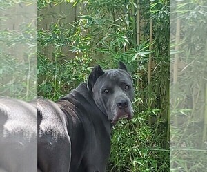 Father of the Cane Corso puppies born on 04/26/2025