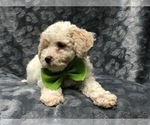 Small Photo #4 Poochon Puppy For Sale in LAKELAND, FL, USA